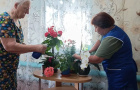 Зеленые друзья на подоконнике