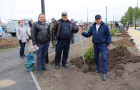 Высадка саженцев ели в сквере «Тропа здоровья».