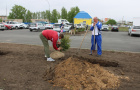 Высадка саженцев ели в сквере «Тропа здоровья».