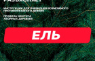 Полиция предупреждает: незаконная рубка хвойных деревьев влечёт ответственность