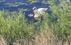 Аркаимские лебеди вывели в свет потомство
