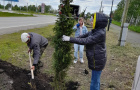 Cубботник по высадке елей у парка «Тропа здоровья». 