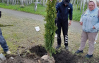 Cубботник по высадке елей у парка «Тропа здоровья». 