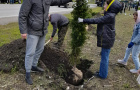 Cубботник по высадке елей у парка «Тропа здоровья». 