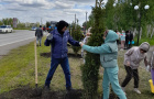 Cубботник по высадке елей у парка «Тропа здоровья». 