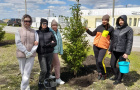 Cубботник по высадке елей у парка «Тропа здоровья». 